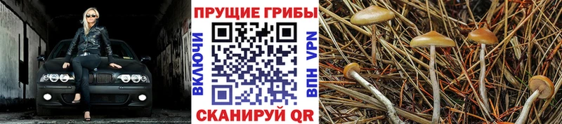 Галлюциногенные грибы Psilocybe  blacksprut как зайти  Кирово-Чепецк 